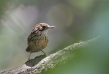 Puff-throated Babbler CP4P9818.jpg