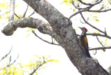 Black-rumped Flameback CP4P9897.jpg