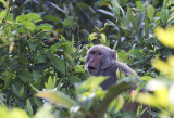 Assam Macaque CP4P0003.jpg