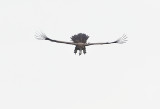 Himalayan Vulture CP4P0611.jpg