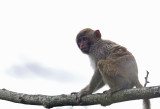 Assam Macaque CP4P1036.jpg