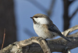 Grey-headed Chickadee ( Lappmes ) Poecile cincture - GS1A7372.jpg