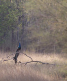 Indian Peafowl CP4P4480.jpg