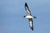 Pink-footed Shearwater 
