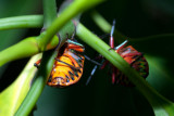DSC_2241.jpg