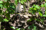 DSC_2243.jpg