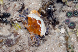 DSC_4272.jpg