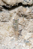 DSC_4274.jpg