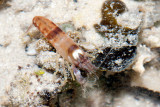 DSC_4281.jpg