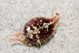 DSC_4285.jpg