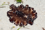 DSC_4307.jpg