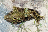 DSC_4322.jpg