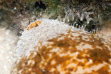 DSC_4341.jpg