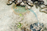 DSC_4411.jpg