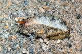 DSC_4431.jpg