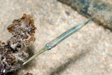 DSC_4438.jpg