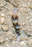 DSC_4446.jpg
