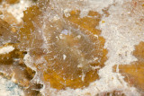 DSC_4447.jpg