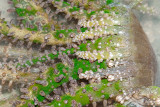 DSC_4450.jpg