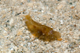 DSC_4463.jpg