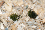 DSC_4465.jpg