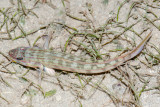 DSC_4480.jpg
