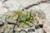 DSC_4522.jpg