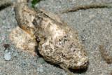 DSC_4554.jpg