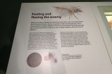P4260102-copy.jpg