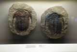 P4260119-copy.jpg