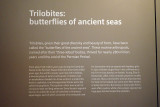 P4260121-copy.jpg