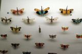 P4260132-copy.jpg