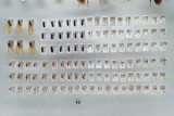 P4260134-copy.jpg