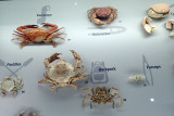 P4260148-copy.jpg