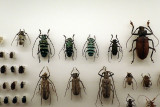 P4260154-copy.jpg