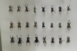 P4260155-copy.jpg