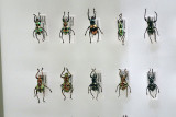 P4260157-copy.jpg