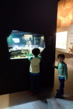 P4260164-copy.jpg