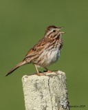 Bruant chanteur / Song Sparrow     IMG_9909