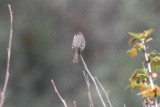 Hammonds Flycatcher