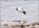 White Wagtail