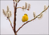 Yellow Warbler