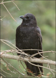 American Crow formerly Northwestern Crow
