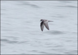 Fork-tailed Storm-Petrel