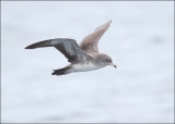 Pink-footed Shearwater