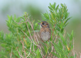 Seaside Sparrow