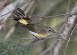 American Redstart