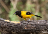 Audubons Oriole