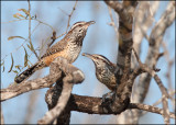 Cactus Wren