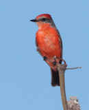 Vermillion Flycatcher